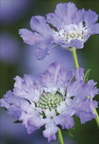 SCABIOUS perfecta Mid Blue