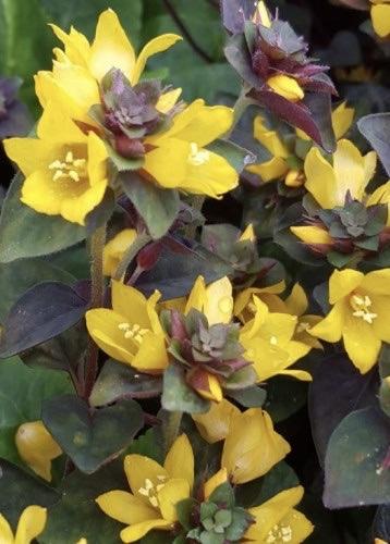 LYSIMACHIA persica Chocolate