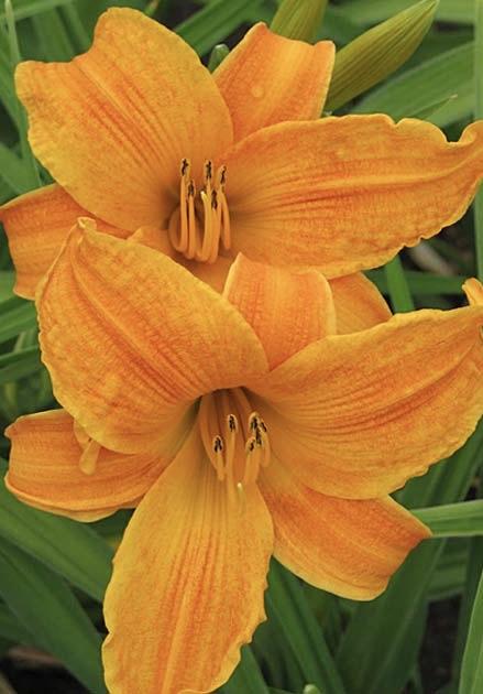 HEMEROCALLIS Burning Daylight