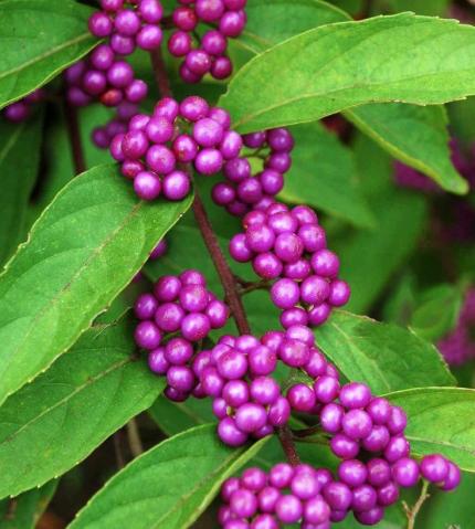 CALLICARPA bodinieri Profusion