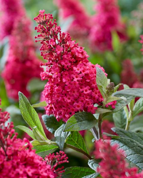 BUDDLEJA Little Ruby