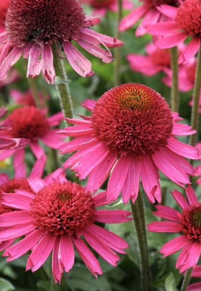 ECHINACEA Delicious Candy