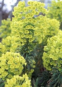 EUPHORBIA Jimmy Platt