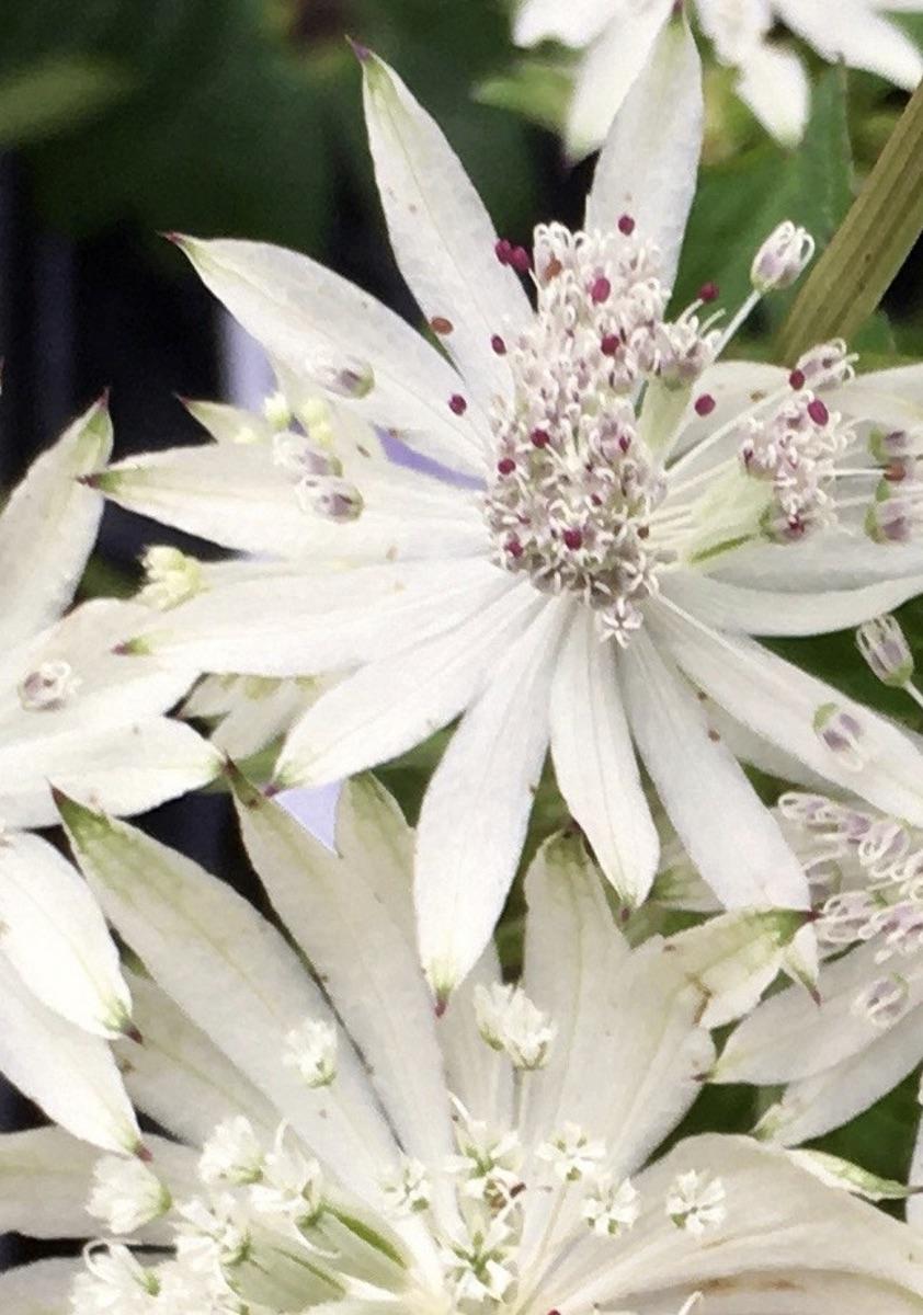 ASTRANTIA Sparkling Star White