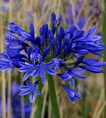 AGAPANTHUS Navy Blue