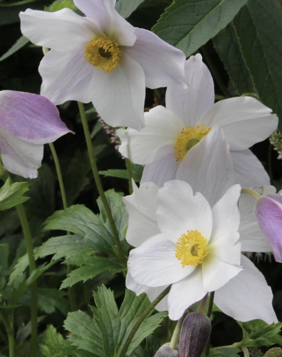 ANEMONE Wild Swan