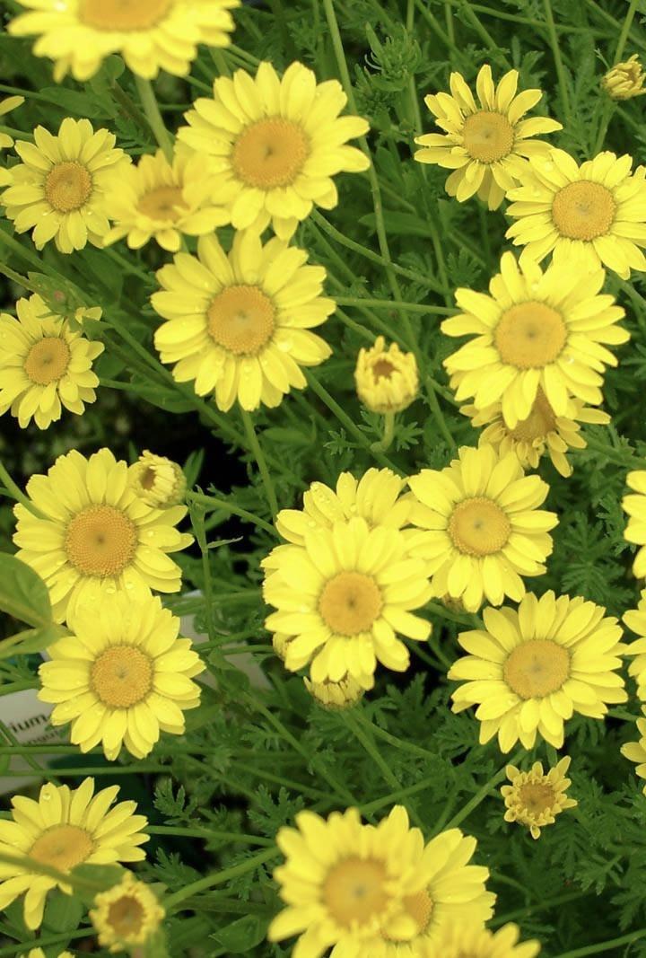 ANTHEMIS tinctoria Dwarf form