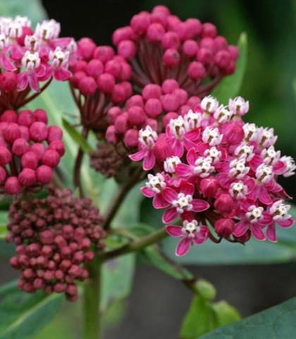 ASCLEPIAS incarnata Soulmate