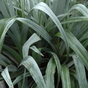 ASTELIA Silver Shadow