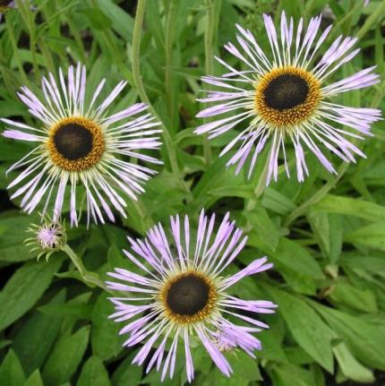 ASTER diplostephioides