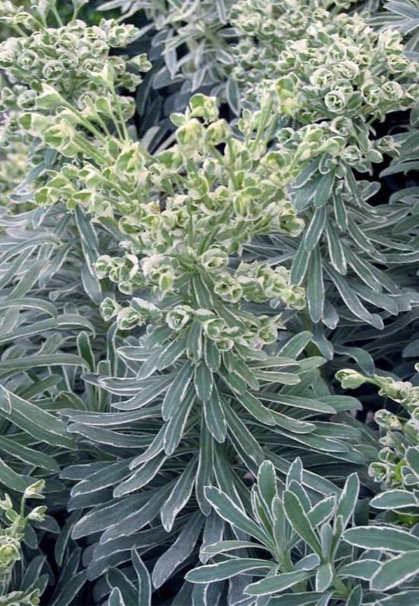 EUPHORBIA characias  Silver Swan