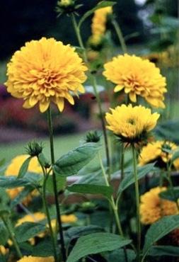 HELIANTHUS  multiflorus 'Flore Pleno'