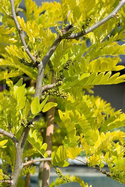 GLEDITSIA triacanthos f. Sunburst