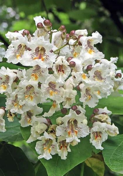 CATALPA bignonioides