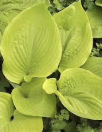 HOSTA Sum and Substance