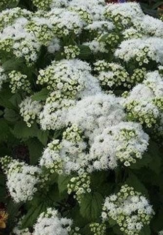 EUPATORIUM  Lucky Melody