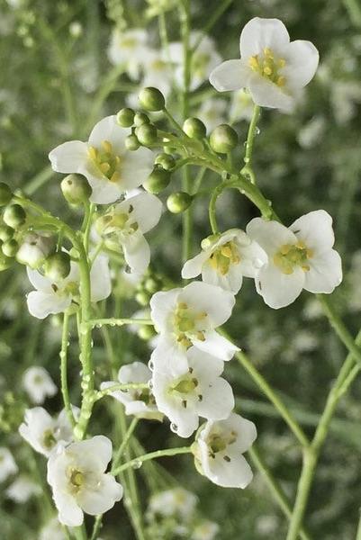 CRAMBE cordifolia