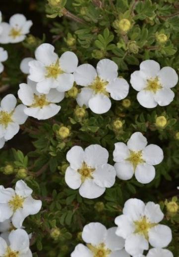 POTENTILLA fruiticosa Manchu