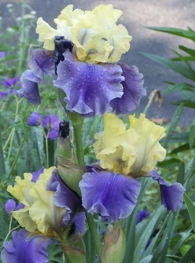 IRIS Edith Wolford