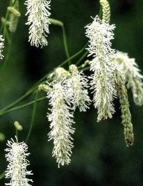 SANGUISORBIA tenuifolia Alba