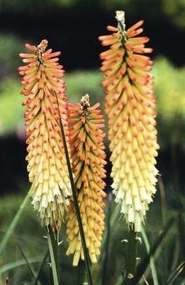 KNIPHOFIA Cobra