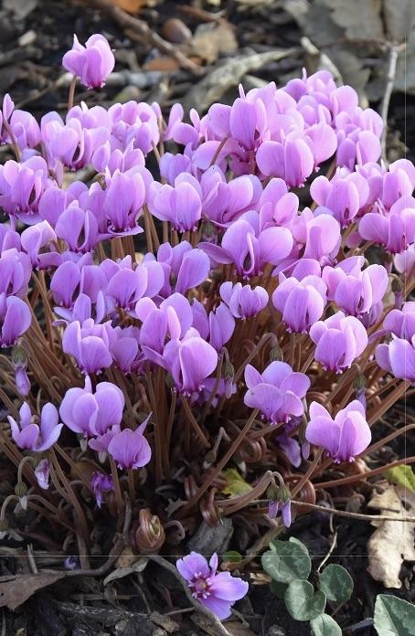 CYCLAMEN hederifolium