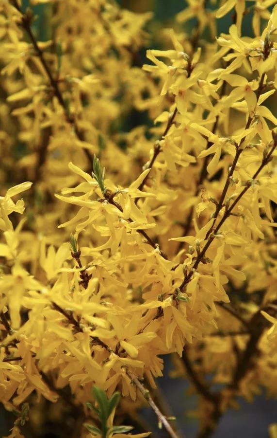 FORSYTHIA x intermedia Discovery