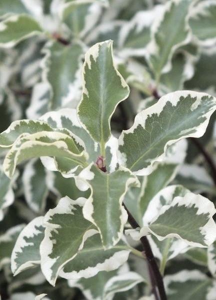 PITTOSPORUM tenuifolium Variegatum