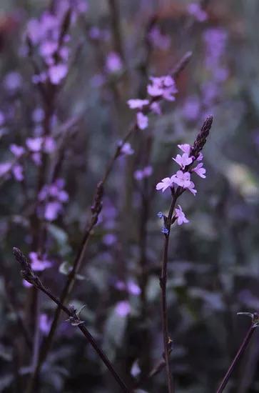 VERBENA Bampton