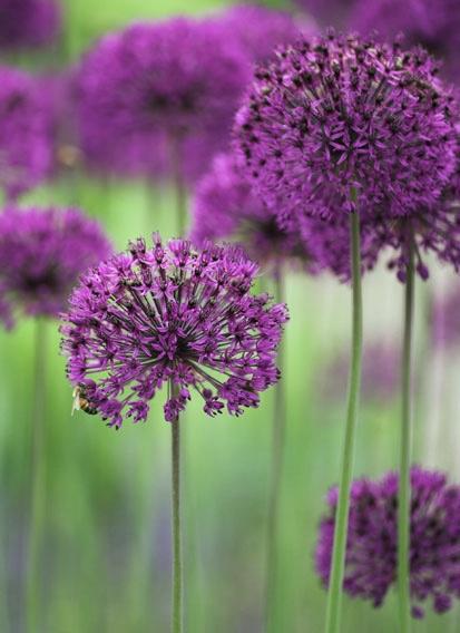 ALLIUM Purple Sensation