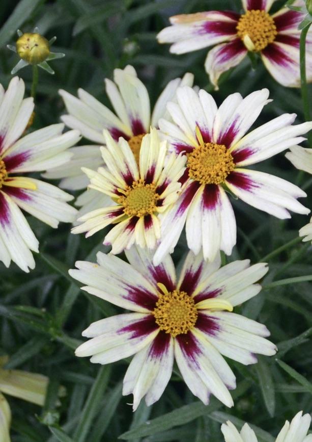 COREOPSIS Li'L Bang Starbright