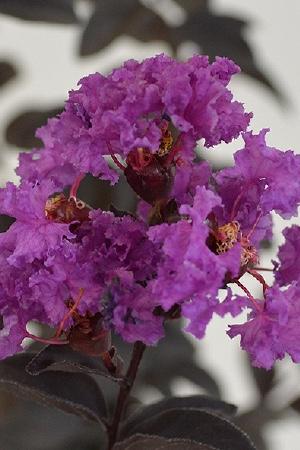 LAGERSTROEMIA indica Violette de Ete