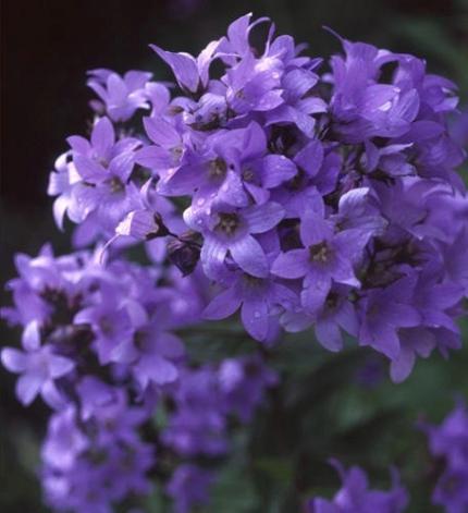 CAMPANULA lactiflora Pritchards Variety