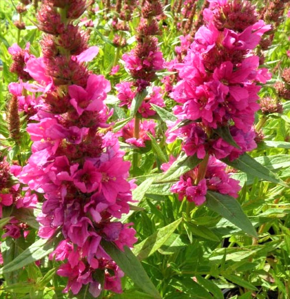 LYTHRUM Robert