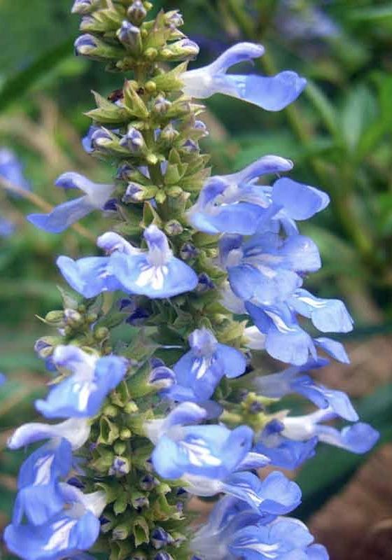 SALVIA uliginosa