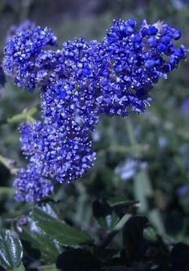 CEANOTHUS Concha