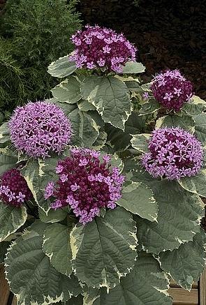 CLERODENDRUM Pink Diamond