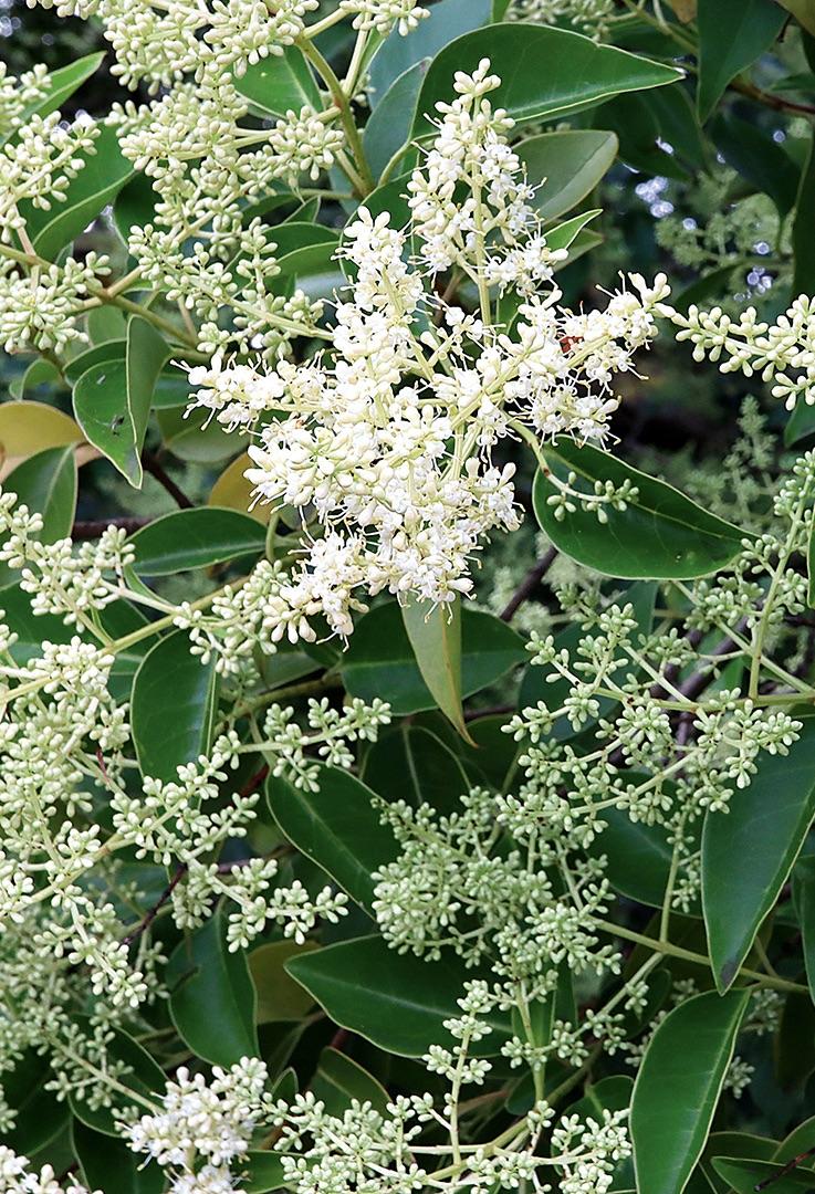 LIGUSTRUM lucidum