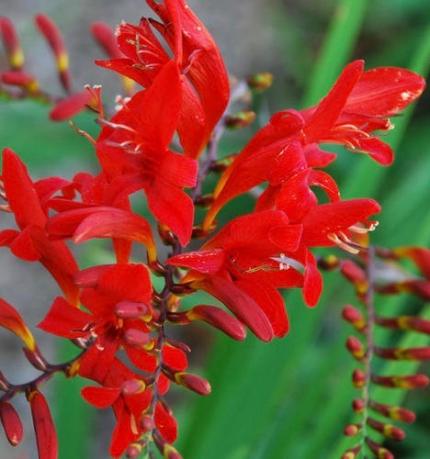 CROCOSMIA Lucifer