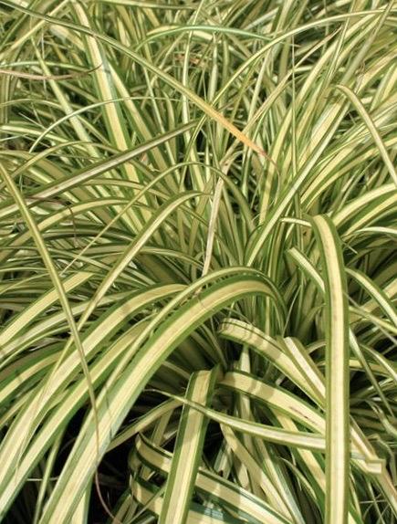 CAREX oshimensis Evergold