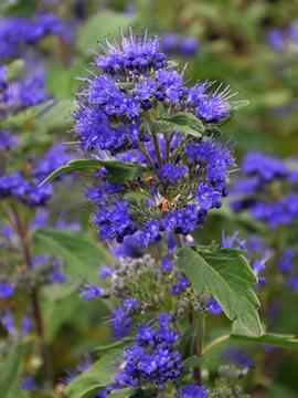 CARYOPTERIS clandonensis Grand Bleu