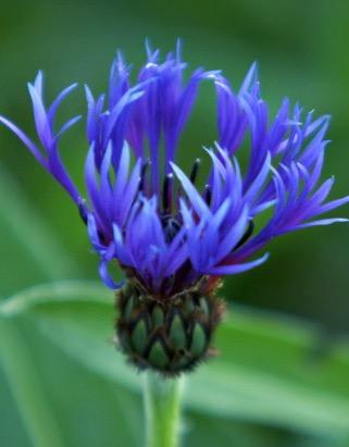 CENTAUREA Turkey form