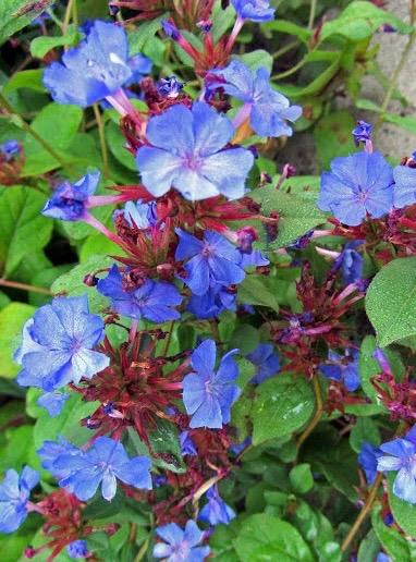 CERATOSTIGMA plumbaginoides