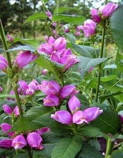 CHELONE  obliqua