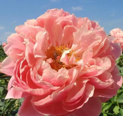 PAEONIA Coral Charm