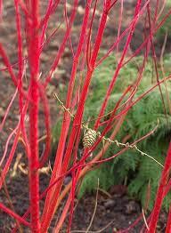 CORNUS alba Baton Rouge