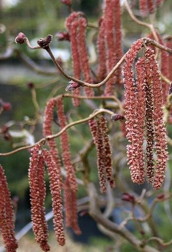 CORYLUS avellana Red Majestic