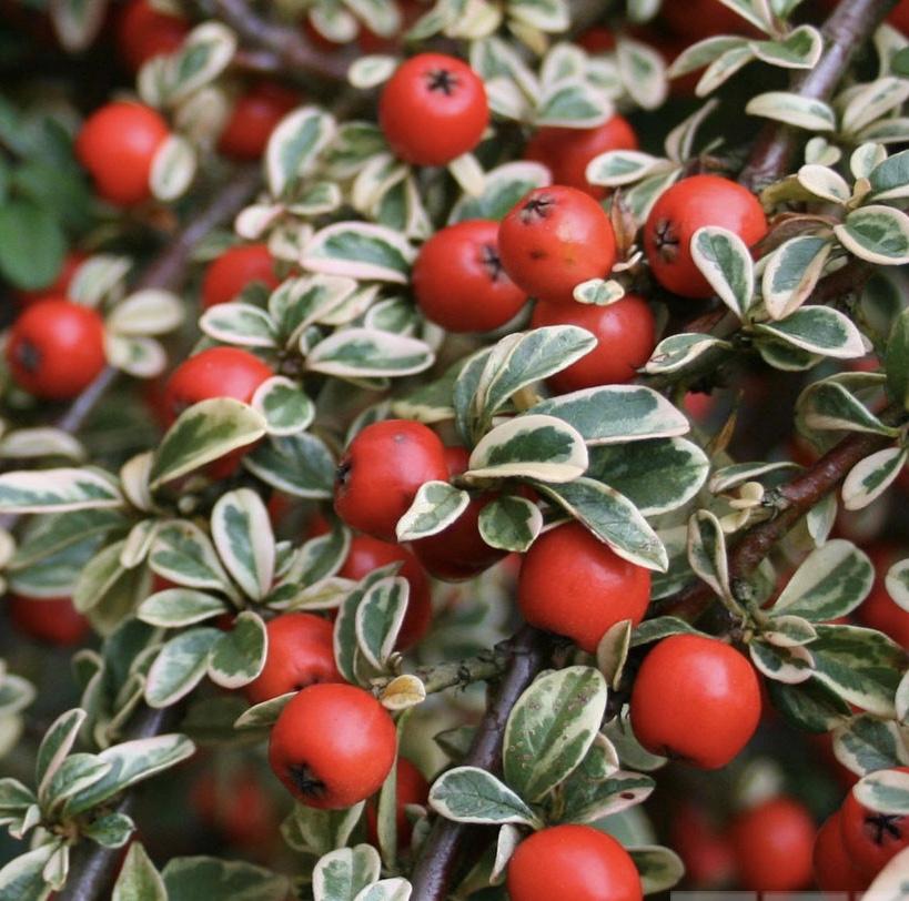 COTONEASTER Juliette