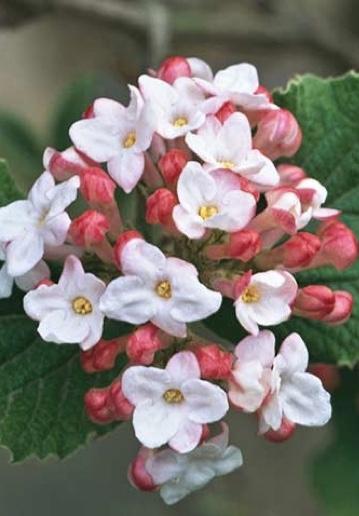 VIBURNUM burkwoodii Mohawk