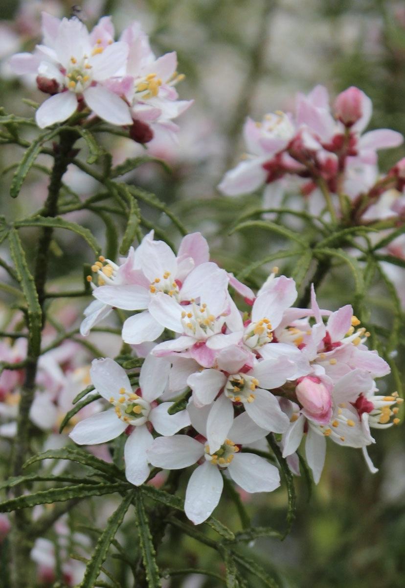 CHOISYA  Apple Blossom